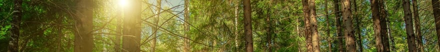 artem-kniaz-_tree-banner-unsplash