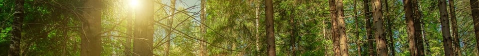 Tree banner by Artem Kniaz Unsplash