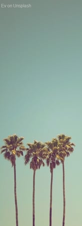 Palm Trees in the sun