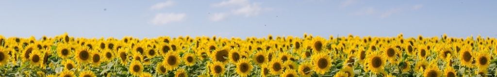 sunflowers2_bonnie-kittle_unsplash-1024x159