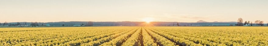 Suzanne Rushton Sunrise Daffodil Unsplash